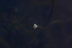 Vallisneria spiralis