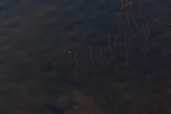 Vallisneria spiralis