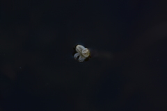 Vallisneria spiralis