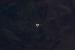 Vallisneria spiralis