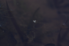 Vallisneria spiralis