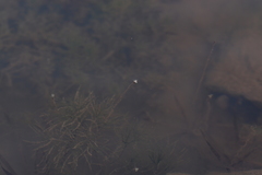 Vallisneria spiralis