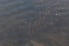 Vallisneria spiralis