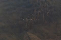 Vallisneria spiralis