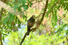 Accipiter brevipes