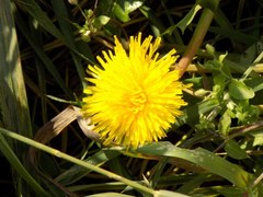 Taraxacum officinale
