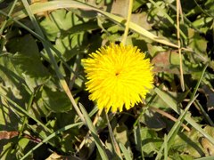 Taraxacum officinale