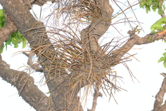 Dendrobium herbaceum