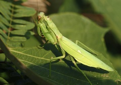 Hierodula patellifera