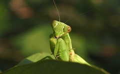 Hierodula patellifera