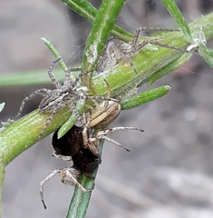 Oxyopes flavipalpis