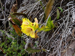 Telipogon hausmannianus