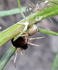Oxyopes flavipalpis