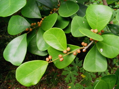 Ficus natalensis leprieurii