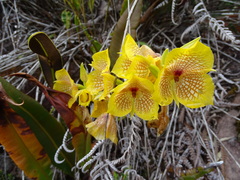 Telipogon hausmannianus