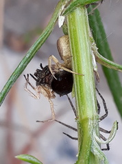 Oxyopes flavipalpis