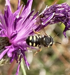 Pseudoanthidium nanum