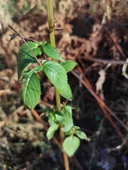 Impatiens glandulifera
