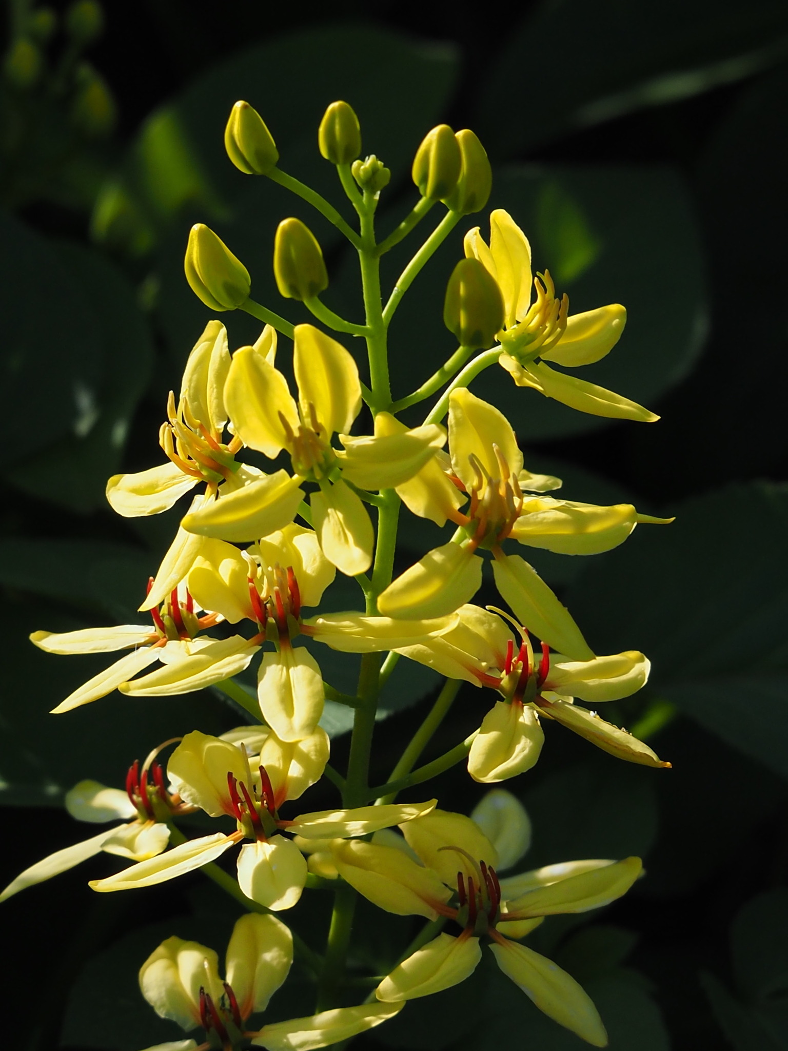 Tristellateia australasiae