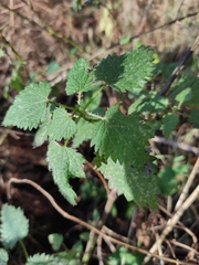 Urtica dioica