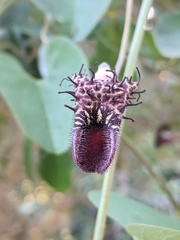Aristolochia taliscana