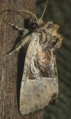 Meropleon diversicolor