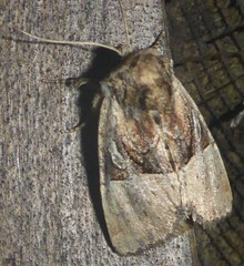 Meropleon diversicolor