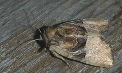 Meropleon diversicolor