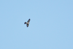 Accipiter brevipes
