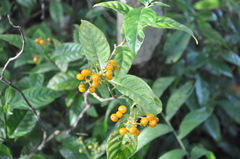 Palicourea valeriana