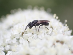 Hylaeus styriacus