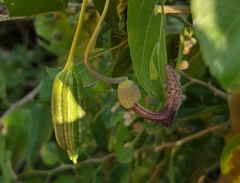Aristolochia taliscana