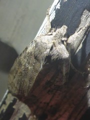 Lithophane antennata