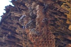 Ropalidia unidentata