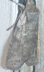 Lithophane antennata