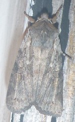 Lithophane antennata