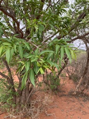 Wrightia natalensis