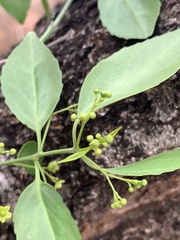 Pristimera longipetiolata