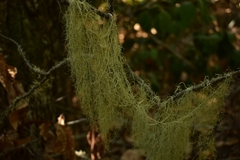 Usnea articulata