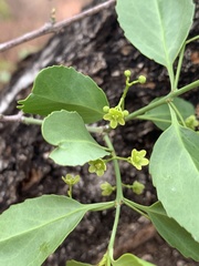 Pristimera longipetiolata