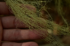 Usnea articulata