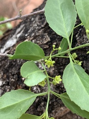 Pristimera longipetiolata