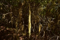 Usnea articulata