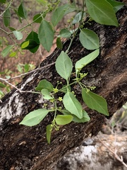 Pristimera longipetiolata