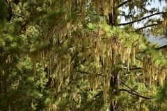 Usnea articulata