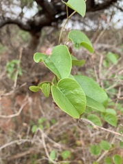 Tinospora tenera