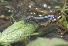 Orthetrum chrysostigma