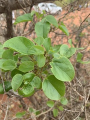 Tinospora tenera
