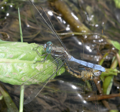 Orthetrum chrysostigma