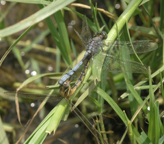 Orthetrum chrysostigma